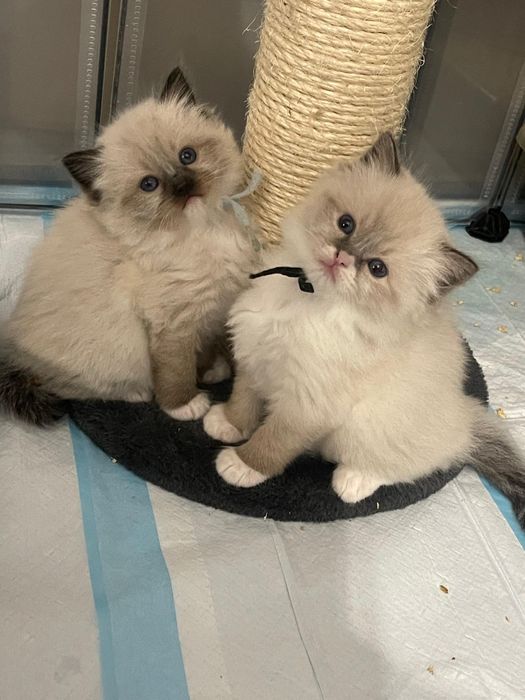 Ragdoll Prawdziwy rodowód