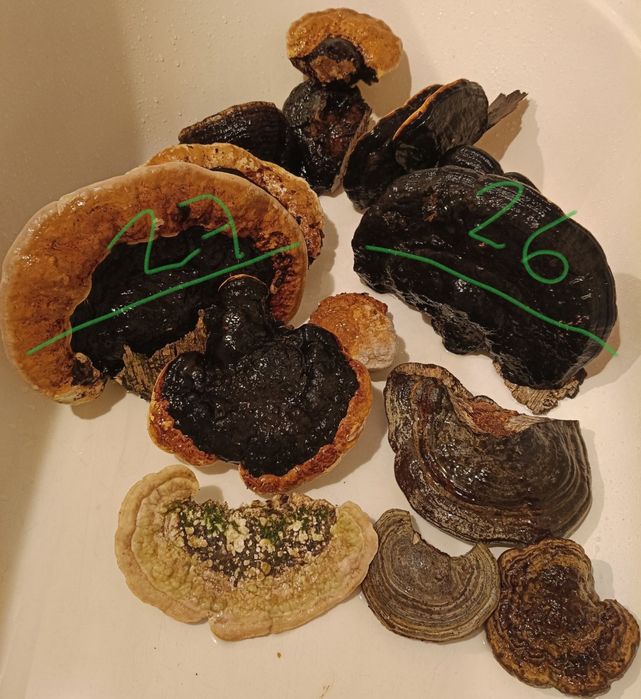 Wrośniak różnobarwny suszony - 170 gram i..