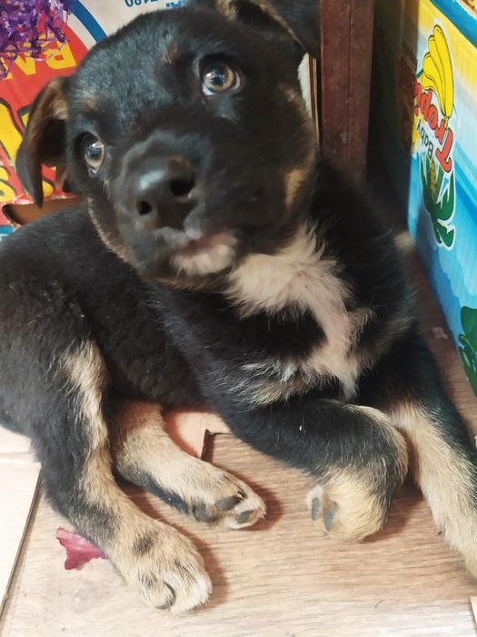 Отдам даром в хорошие руки