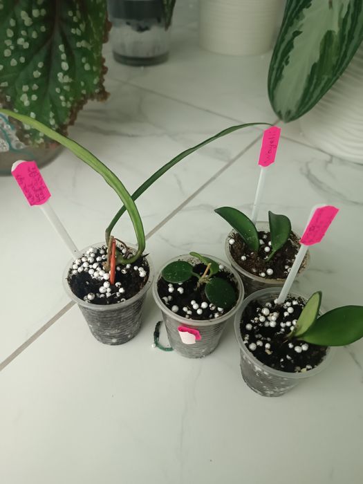 Продам хойї та хрестовники