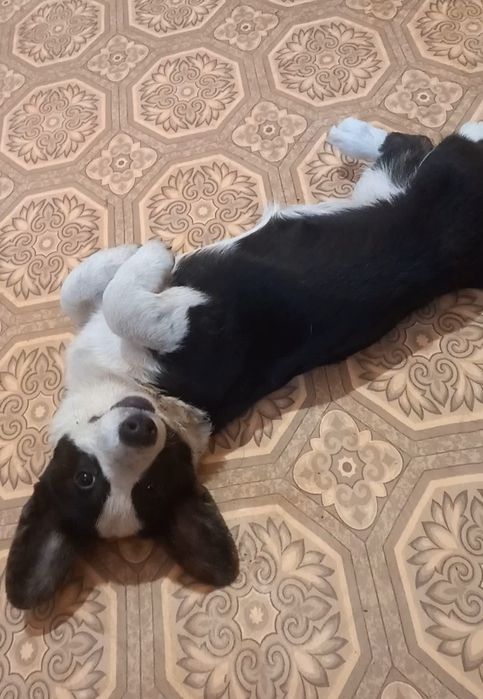 Дівччнка  коргі   каріган !