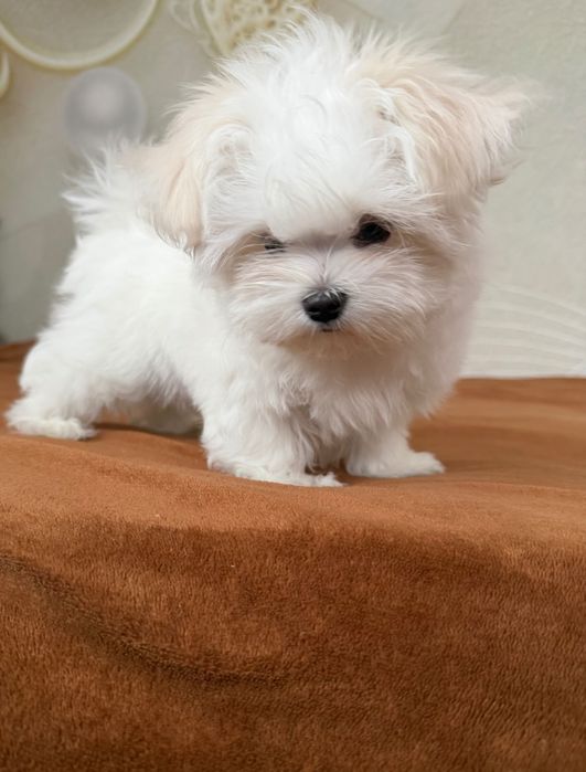 Мальтійська болонка дівчинка цуценя  КСУ мальтезе