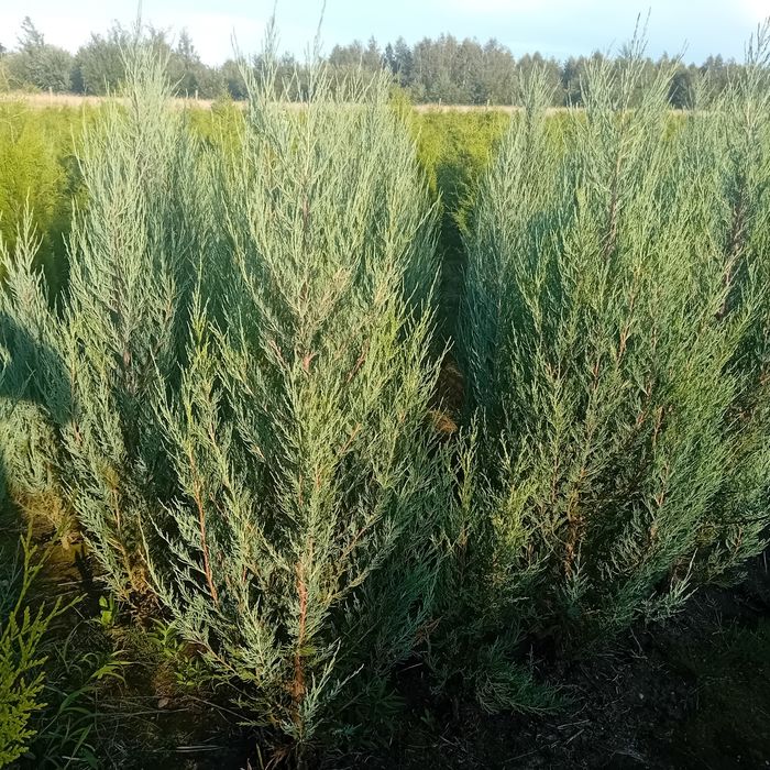 Jałowiec blue arrov 160 200 szmaragd braband,gold globosa  swierki