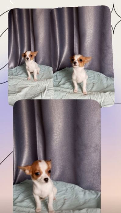 Чихуахуа 5 місяців біколор