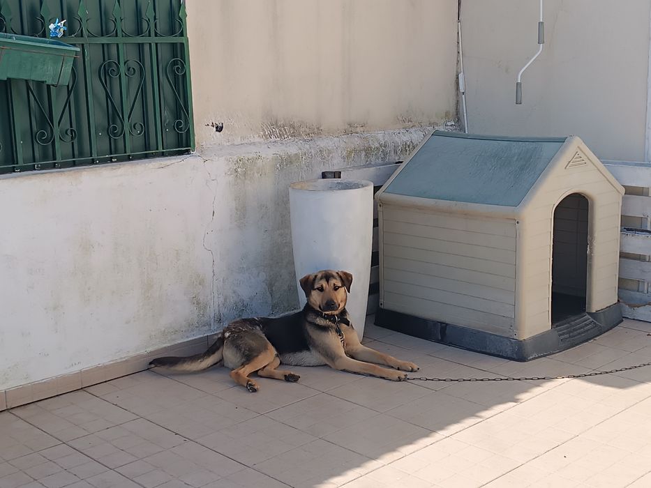 Cão 1ano para adoção