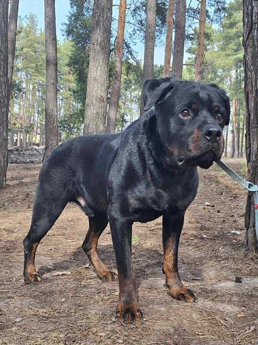 Zeus Rottweiler szuka domu