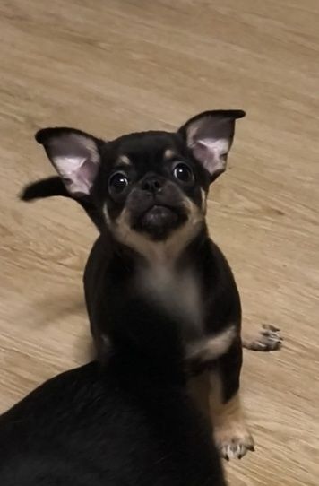 chihuahua krótkowłosy