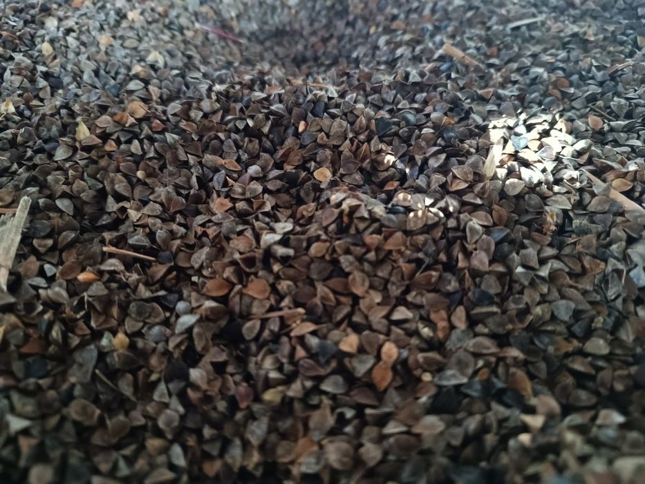 Sprzedam Gryke Sucha Młynkowana