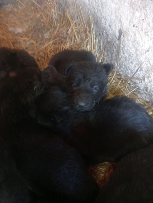 Продам щенков немецкой овчарки