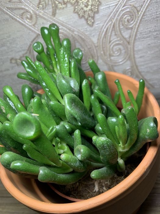 Красула Хоббіт /  Hobbit