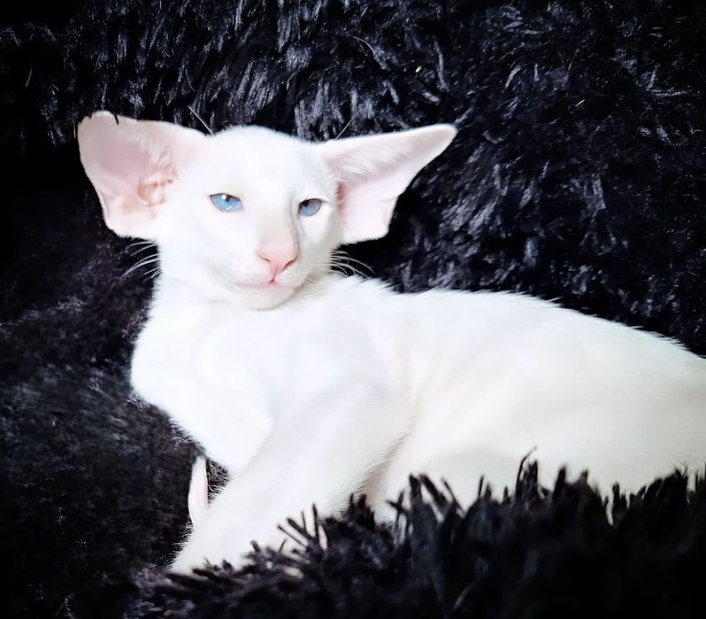 Ориентальные малыши