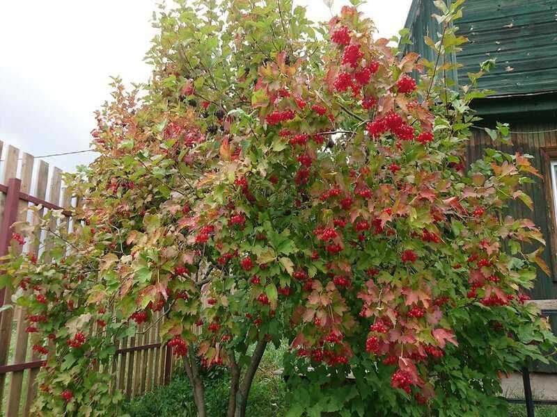Перовския лебедолистная