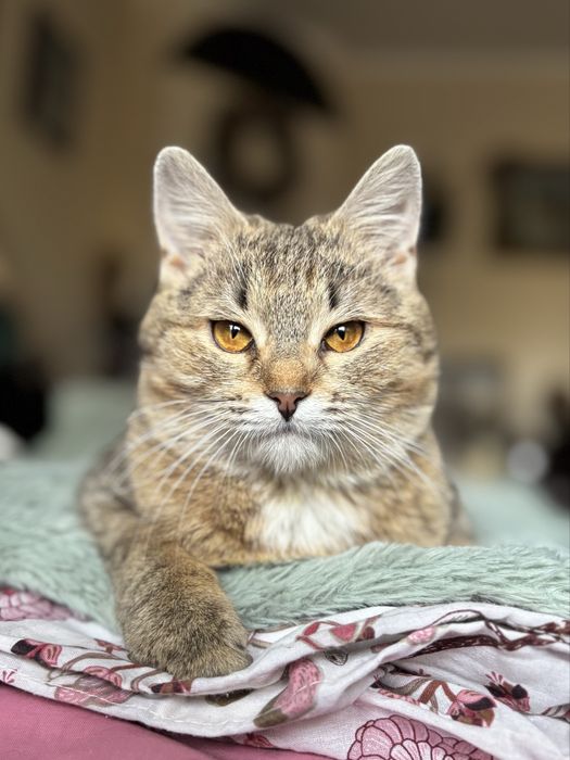 6 miesieczna kotka szuka domu