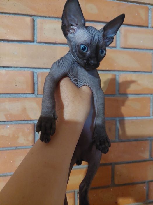 Сфінкс (кошенята)