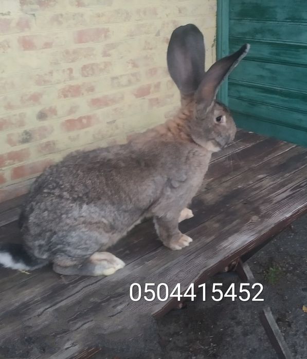 Кролики  " Бельгійський велетень" (Фландр).)