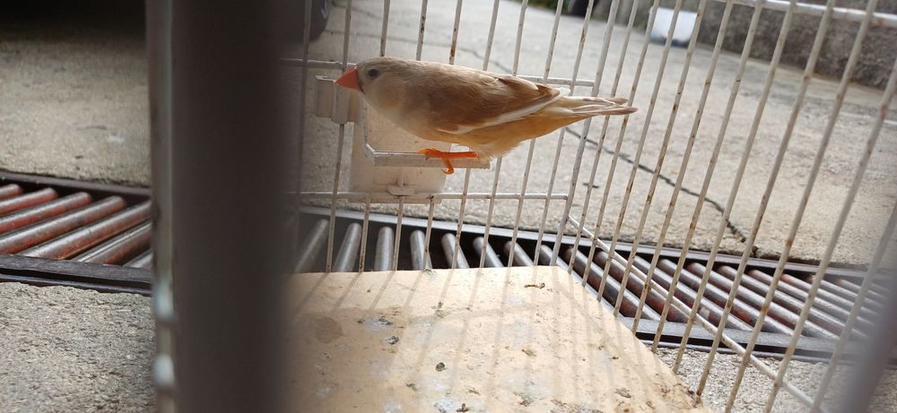 Mandarins gigantes  2025