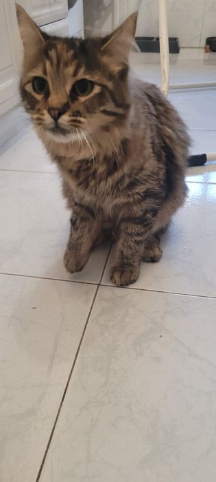 Dou Gatinha meiga