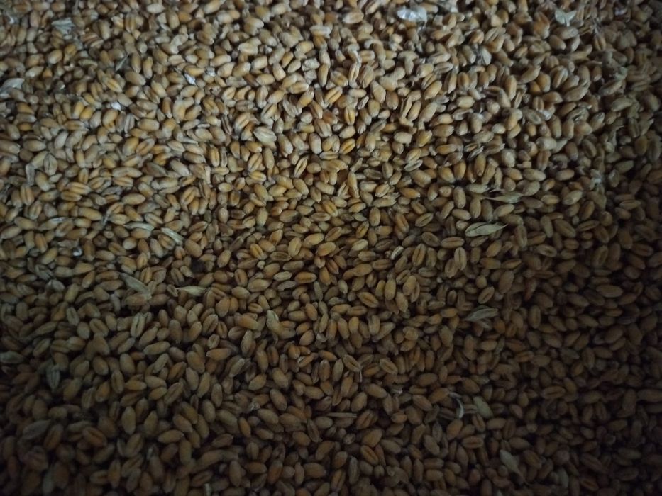 Pszenica ozima  owies