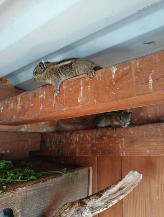 Wiewiórka Wiewiórki chińskie