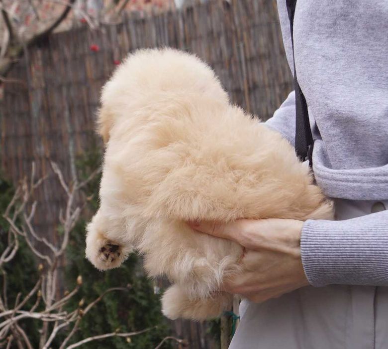 Справжнє карамельне ведмежатко) Дизайн-карапуз Києва