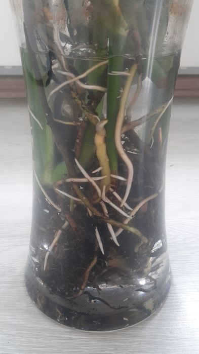 Monstera Deliciosa sadzonki