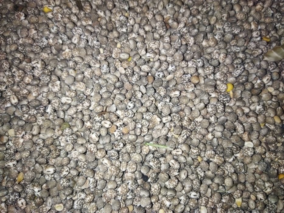 Łubin wąskolistny niebieski słodki gorzki bobik nasiona pasza