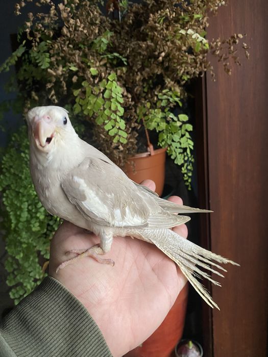 Caturra  Domesticada -( excecional )