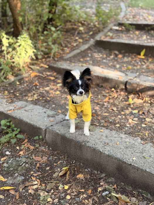 Папийон мальчик