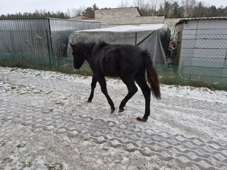 Hucuł Źrebak Zamiana