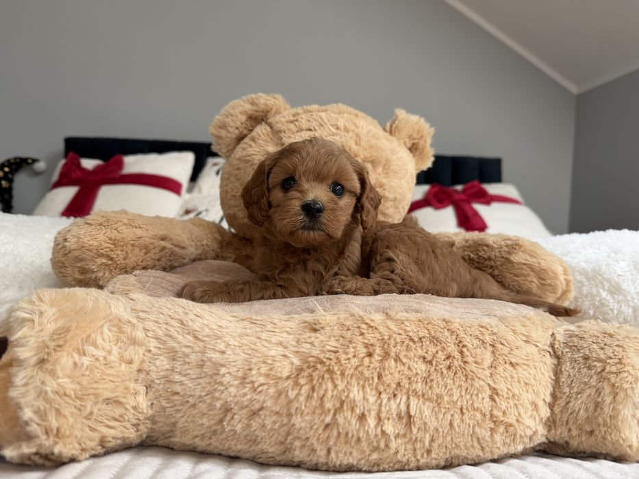 Cavapoo f1b piesek
