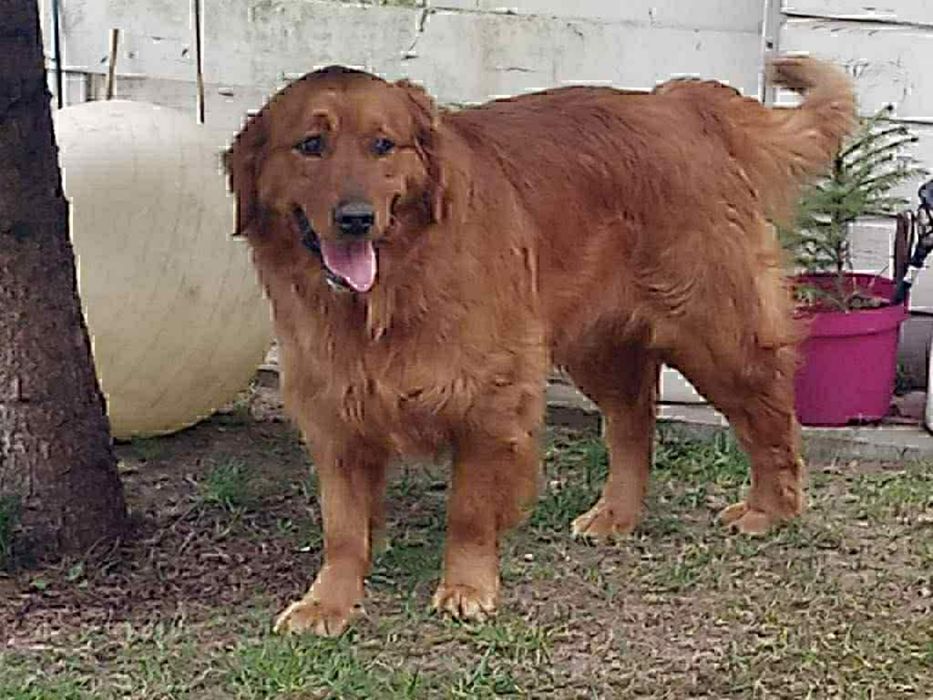Golden retriever Samiec