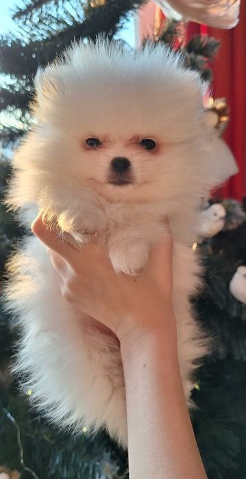 Супер мальчишки Померашки