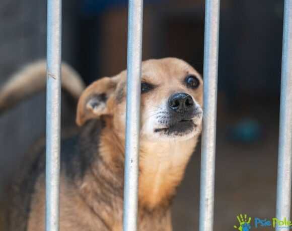 Piesek EGON szuka domku!