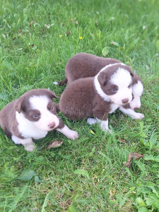 Border Collie dziewczynka Czekoladowo-Biała