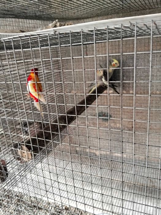 Várias aves para de 2025