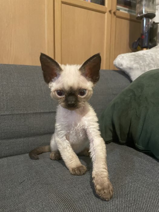 Kocurek Devon Rex