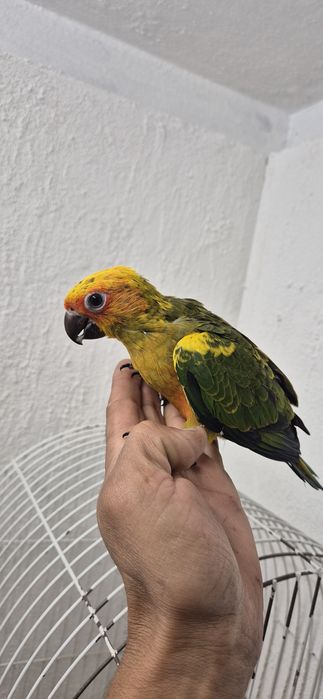 Aratinga sol domesticadas