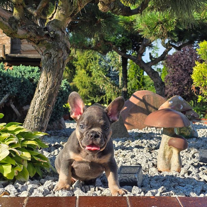 Buldog Francuski śliczny Blue Tan piesek