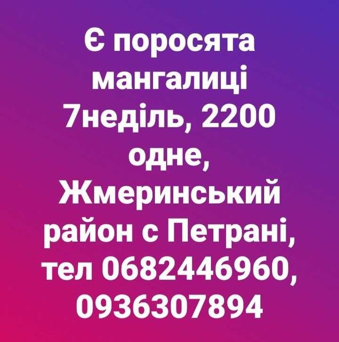 Поросята мангалиці