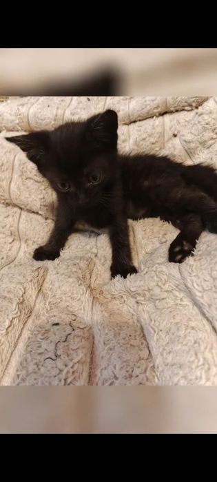 Маленький чёрный котёнок, мальчик, спокойный..