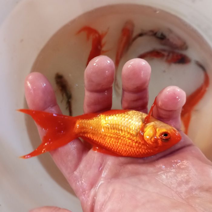 Karasie ozdobne do oczek wodnych