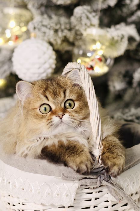 Неймовірний красень котик золота шиншила