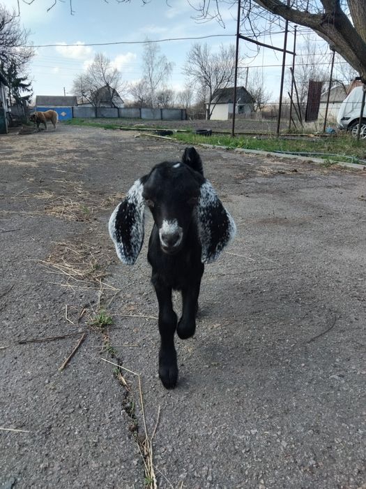 Козочка нубо-каморі