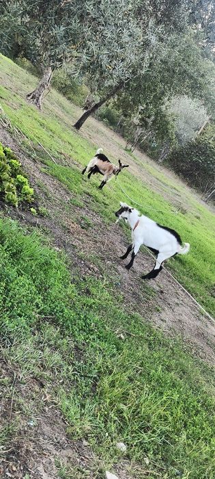 Casal de cabras     .