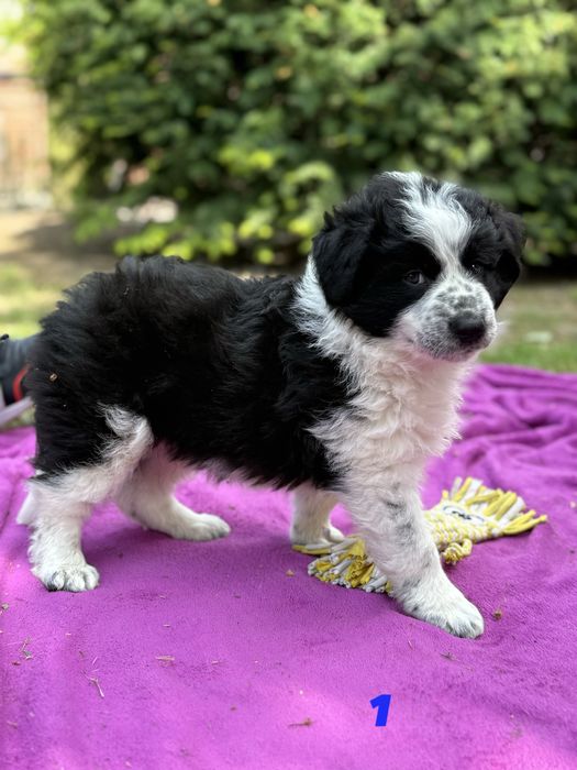 Piesek Border Collie
