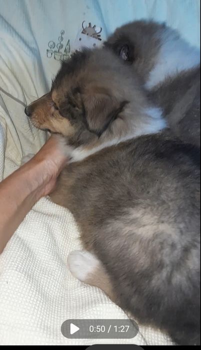 Колли   кобельки