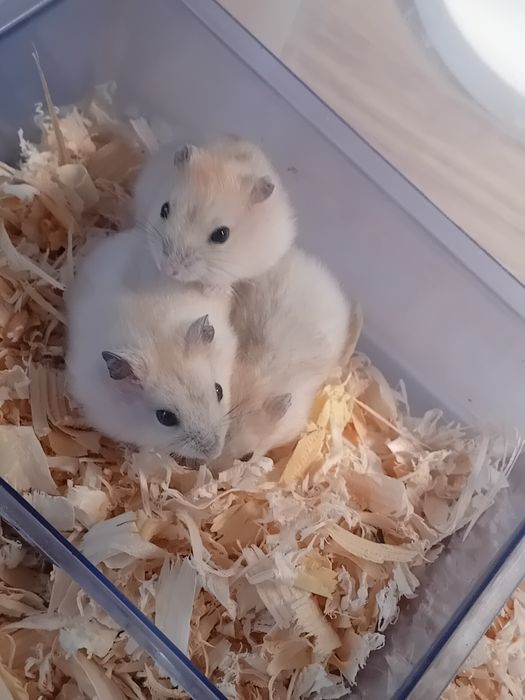 Chomiki Dżungarskie