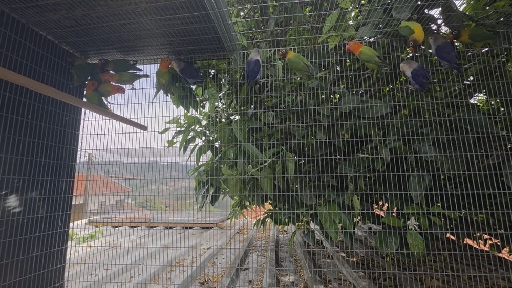 Agapornis fischeri e personatas
