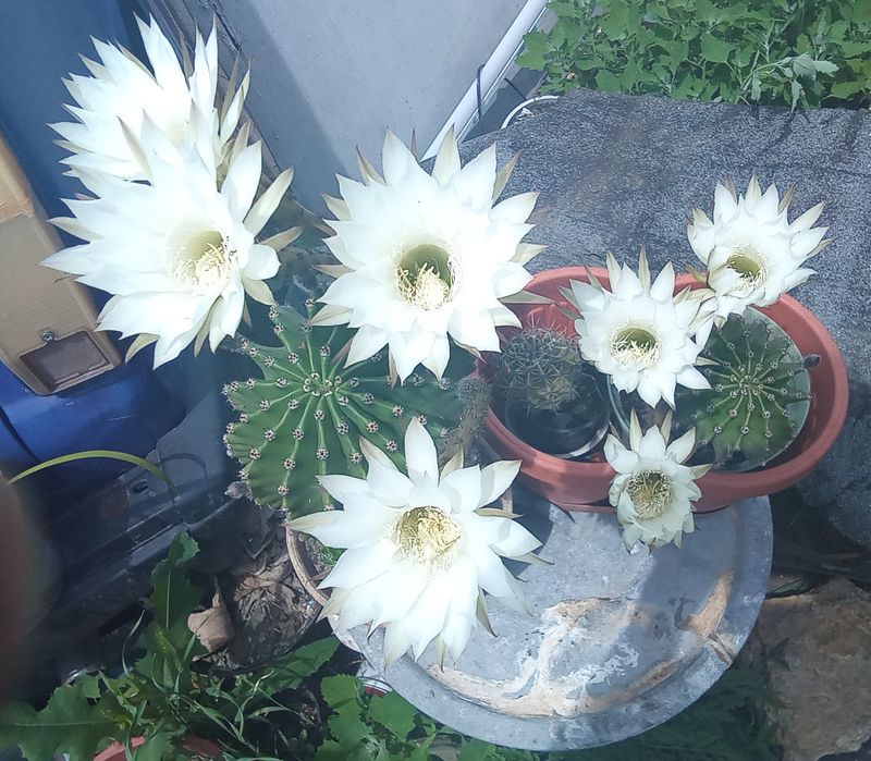 Комнатные цветы ( Остатки)