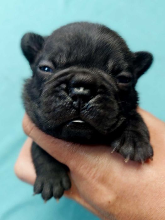 Buldog francuski piesek Master z rodowodem ZKwP/FCI